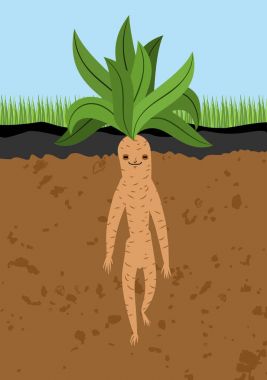 Mandrake kökü toprağa. Adam şeklinde efsanevi mistik bitki