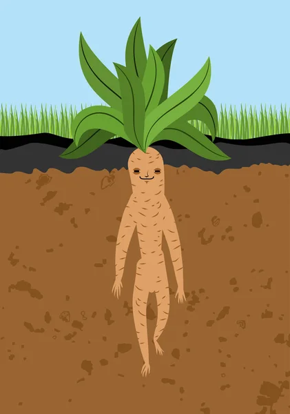 Mandrake wortel in de grond. Legendarische mystieke plant in de vorm van de mens — Stockvector