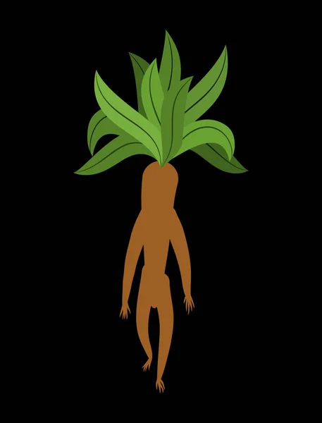 Mandrake root isolerade. Legendariska mystiska växt i form av man. — Stock vektor