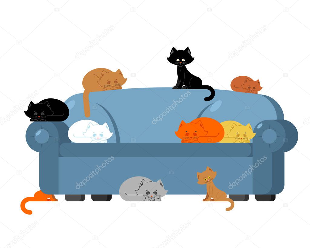 Many Cats on couch. kittens on sofa. Furniture cat lady 