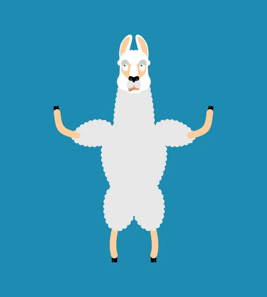 Lama Alpaca era emociones confusas. El animal está perplejo. Bestia su — Vector de stock