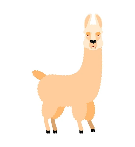 Lama Alpaca marah. Emoji jahat hewan. Ilustrasi vektor - Stok Vektor