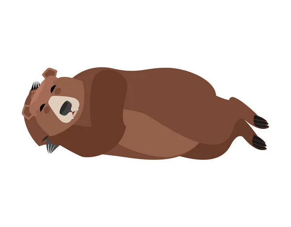 Medvěd spí izolované. Grizzly spící emoce. Divoká bestie na koleji — Stockový vektor