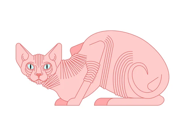 Sphynx猫隔离 没有毛的猫繁殖 宠物矢量插画 — 图库矢量图片