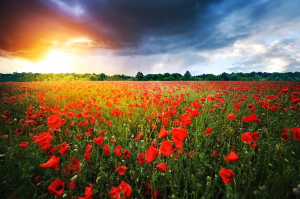 Campo lleno de amapolas rojas — Foto de Stock