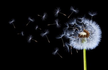 Uçan dandelions yakın çekim