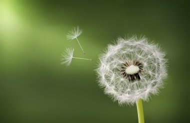 Dandelions yakın çekim