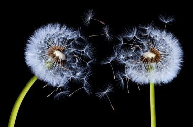 Dandelions siyah arka plan üzerine