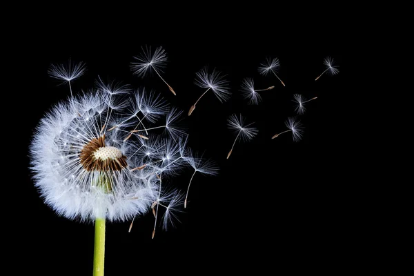 Een, silhouetten van paardebloemen — Stockfoto