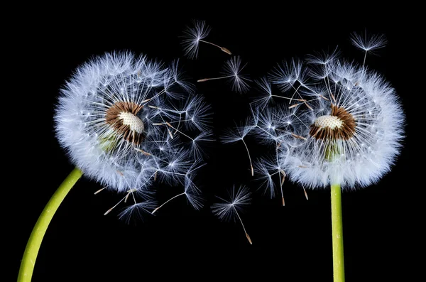 Dandelions siyah arka plan üzerine — Stok fotoğraf