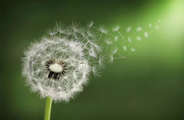 Dandelions seed flying — Stock Photo, Image