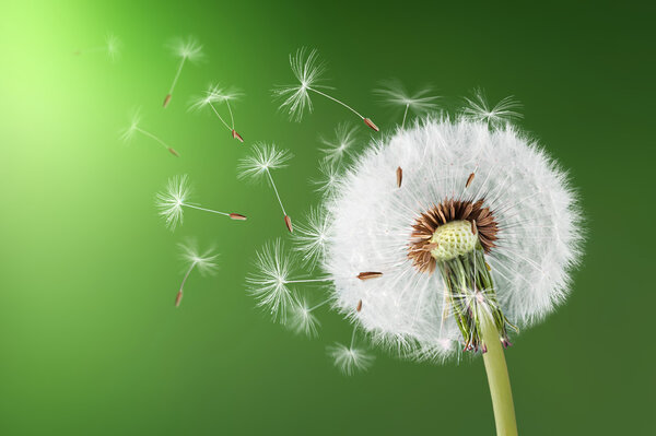 Dandelion seeds in the morning