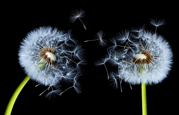 Dandelions siyah — Stok fotoğraf