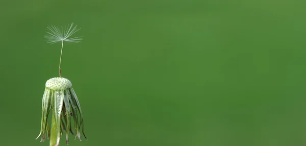 Um dente-de-leão, de perto — Fotografia de Stock