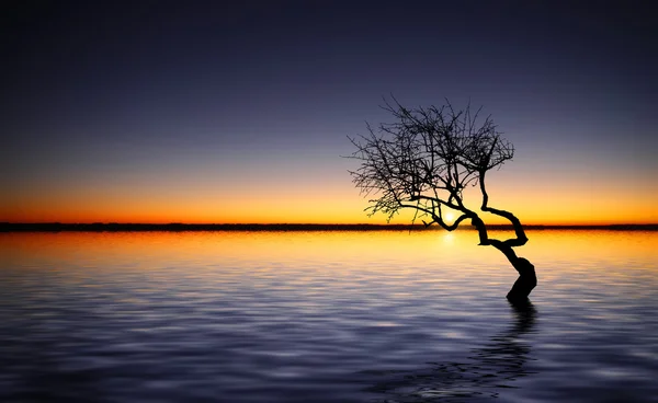 Árbol en el lago — Foto de Stock