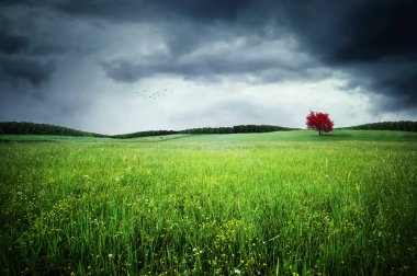 Sonbahar ağaç, kuşlar