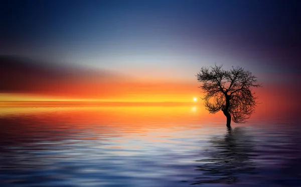 Strom a jezero proti západu slunce — Stock fotografie