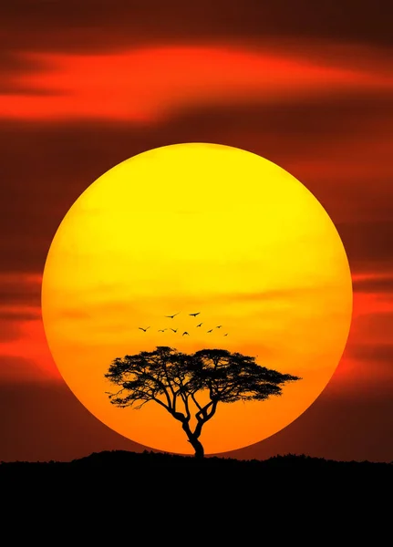 Circle of life, tree sunset — Stock Photo, Image