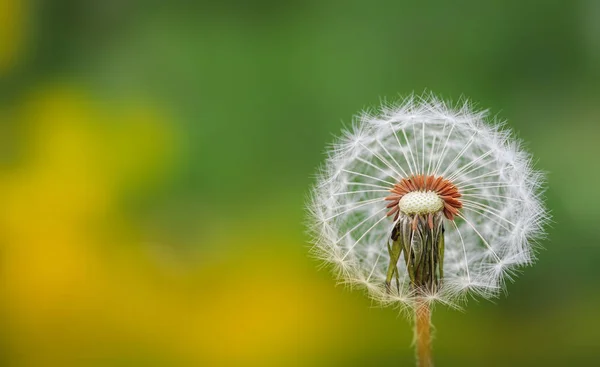 Close up of white dandelion — Stock Photo, Image