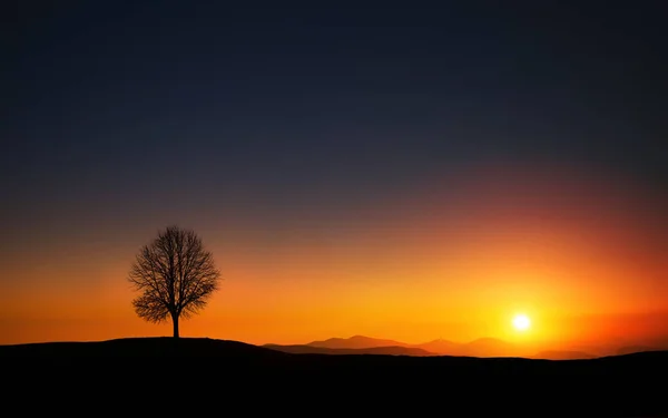 Silhouette di albero sul campo — Foto Stock