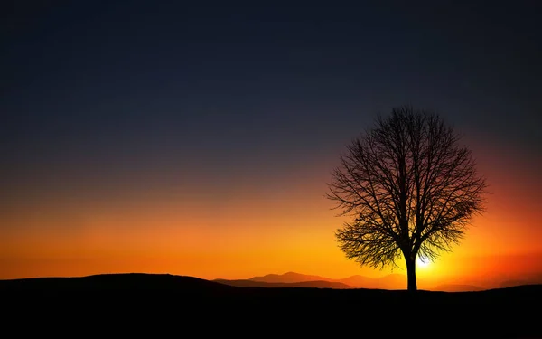 Silhouette di albero sul campo — Foto Stock