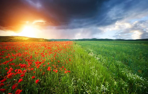 Gros plan champ de pavot, paysage d'été, coquelicots de champ — Photo