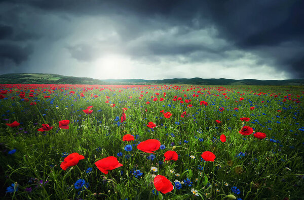 Close up poppy field, summer  landscape, poppies of field