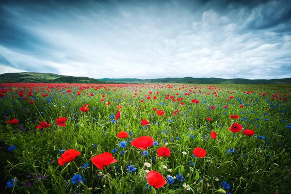 Primer plano campo de amapola, paisaje de verano, amapolas de campo —  Fotos de Stock