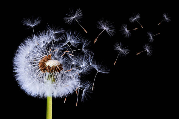 Dandelion blowing on black background