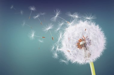 Yeşil arka planda uçan karahindiba
