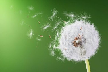 Yeşil arka planda uçan karahindiba