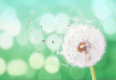 Karahindiba bokeh arka plan üzerinde uçan