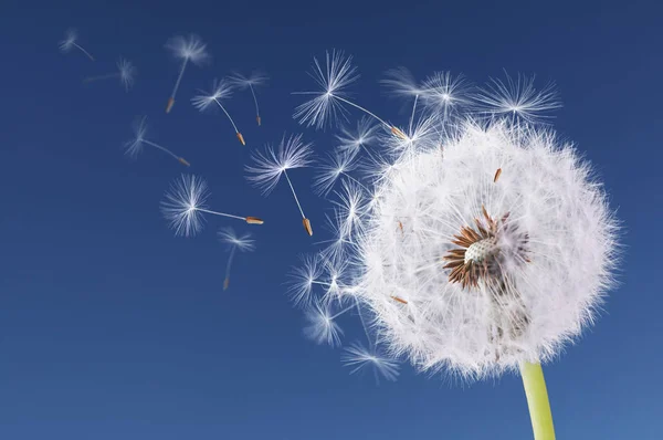 Dandelion flying on blue background — Stock Photo, Image