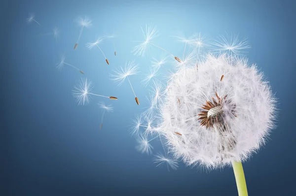 Dandelion flying on blue background — Stock Photo, Image