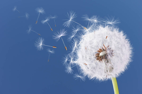 Dandelion flying on blue background