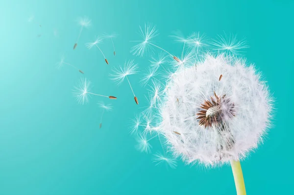 Diente de león volando sobre fondo cyans — Foto de Stock