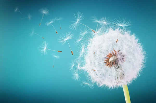 Diente de león volando sobre fondo cyans — Foto de Stock