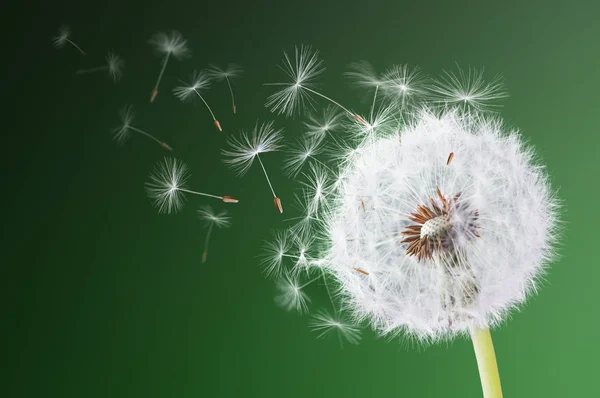 Diente de león volando sobre fondo verde — Foto de Stock