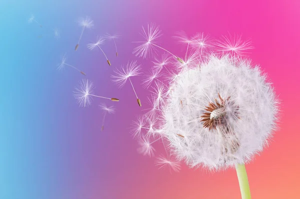 Dandelion flying on colorful background — Stock Photo, Image