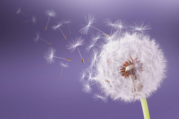 Одуванчик летит на фиолетовом фоне
