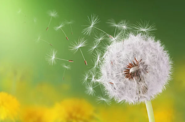 Diente de león volando sobre fondo verde — Foto de Stock