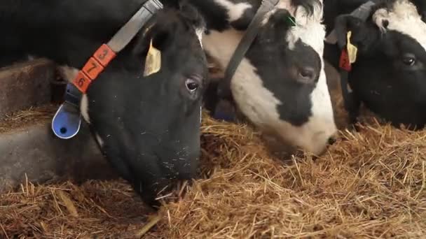 Vache mangeant du foin à la ferme — Video