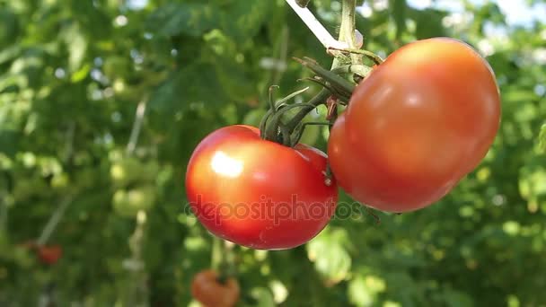 Tomater växer i växthuset — Stockvideo