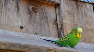 Blaue und grne Wellensittich