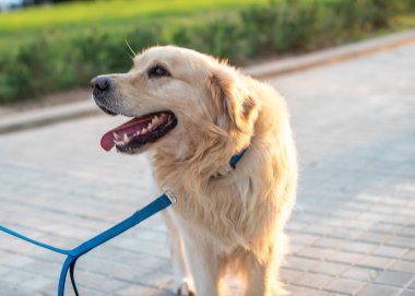 Güzel golden retriever köpeği