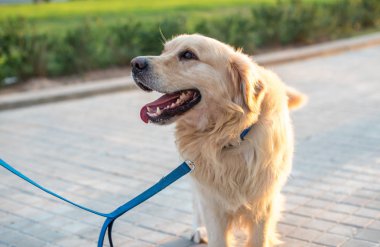 Güzel golden retriever köpeği