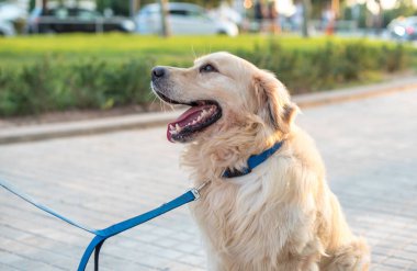Güzel golden retriever köpeği