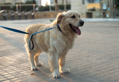Güzel golden retriever köpeği
