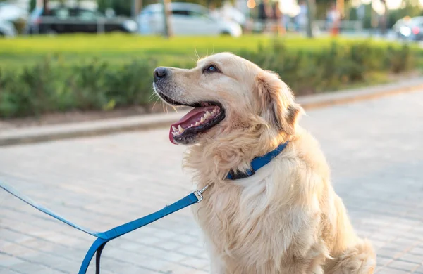 Güzel golden retriever köpeği