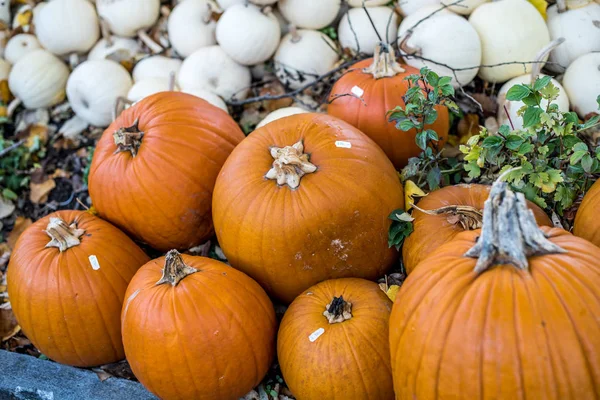 Orange and white pumpkins background